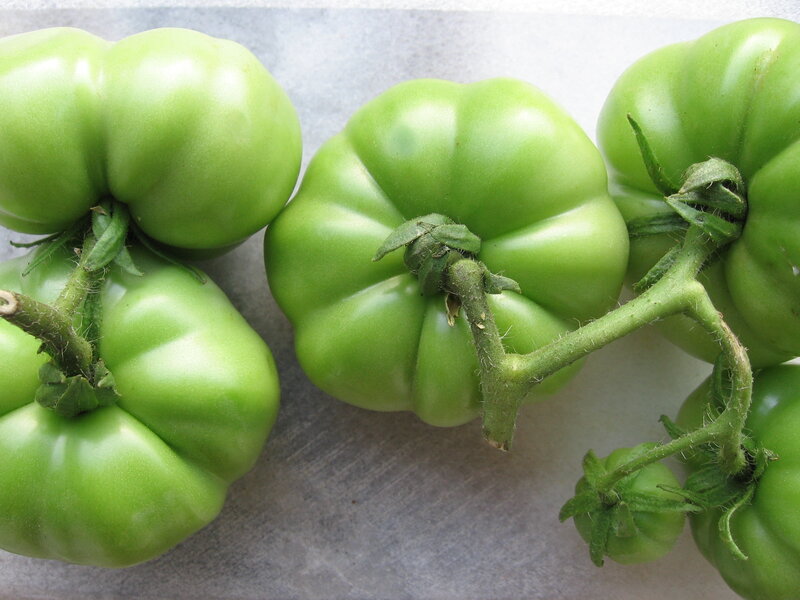 green tomatoes on vine