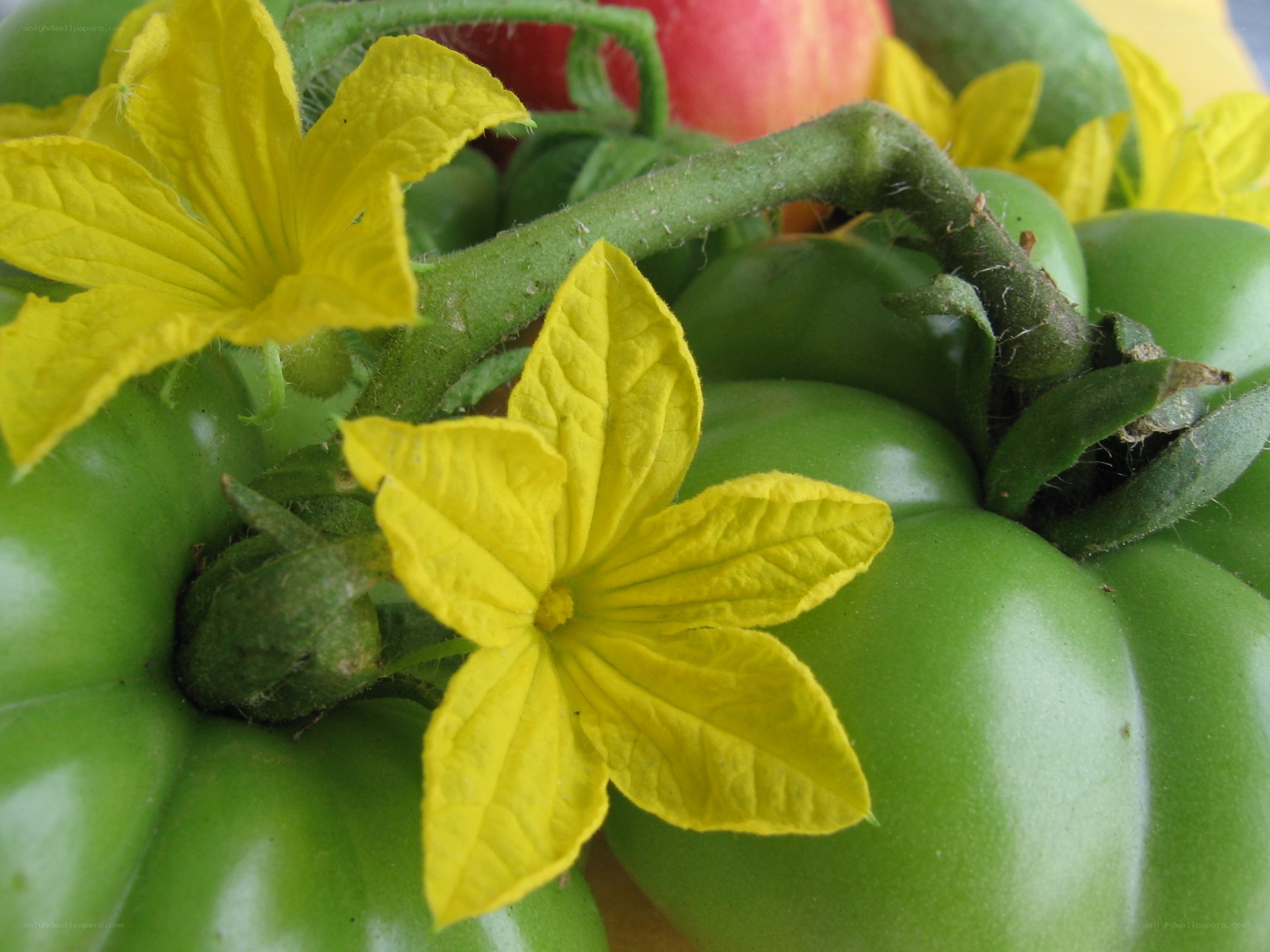 Green tomatoes with yellow flowers