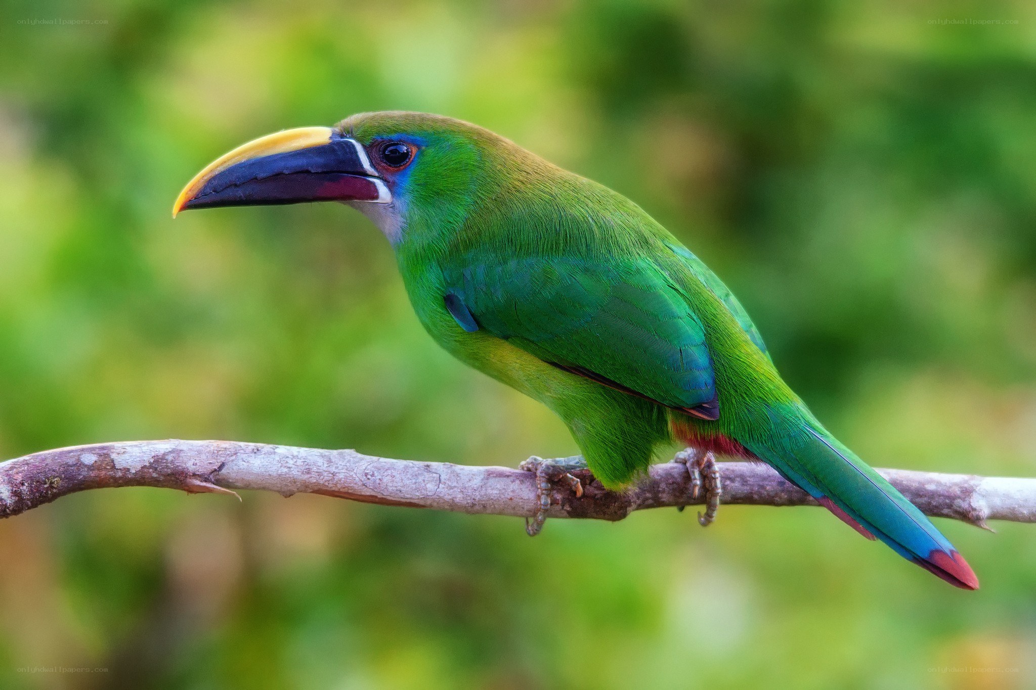 green toucan perched on branch