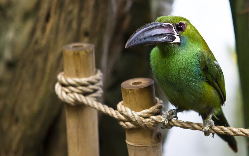 Green toucan perched on rope