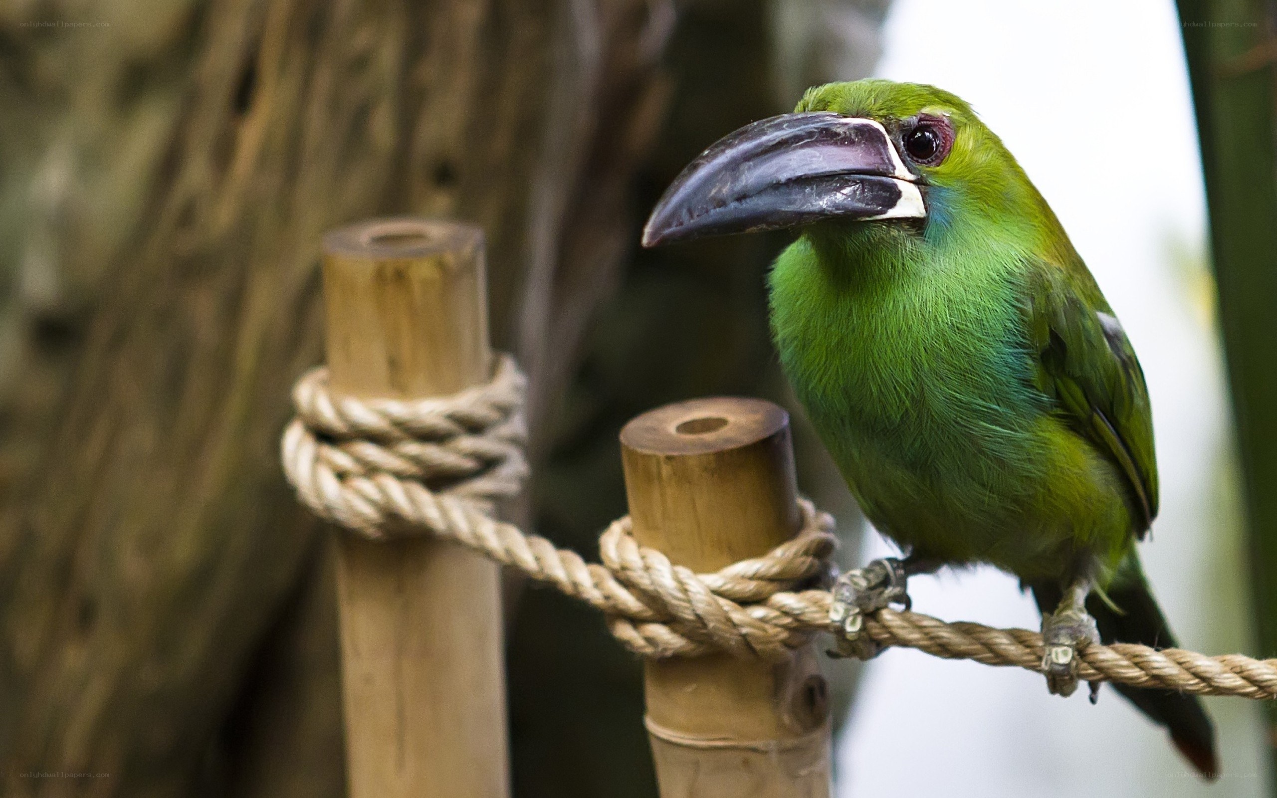 Green toucan perched on rope