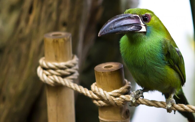 Green Toucan Perched
