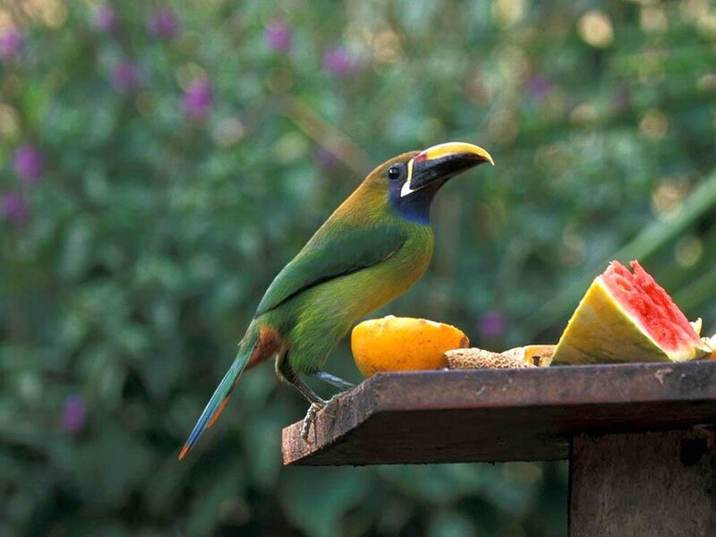 Green Toucanet Bird — Calm, Afternoon