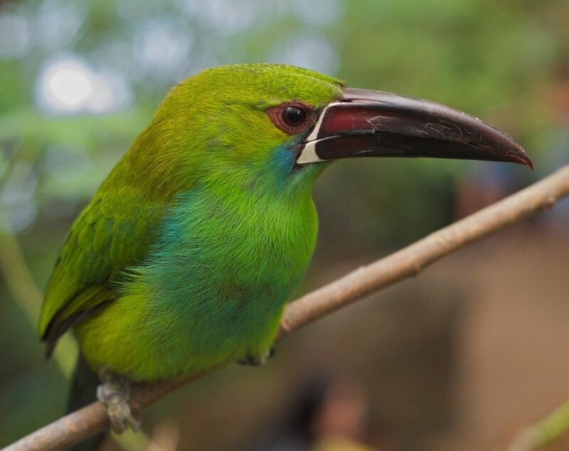 Green Toucanet Bird — Calm, Photograph, Branch