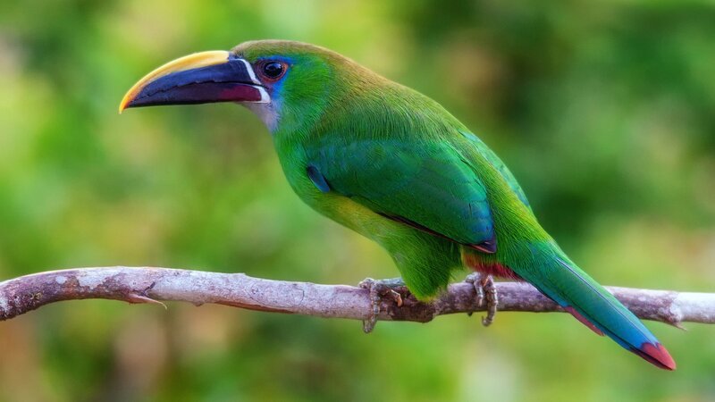 Green Toucanet Bird — Calm, Photograph