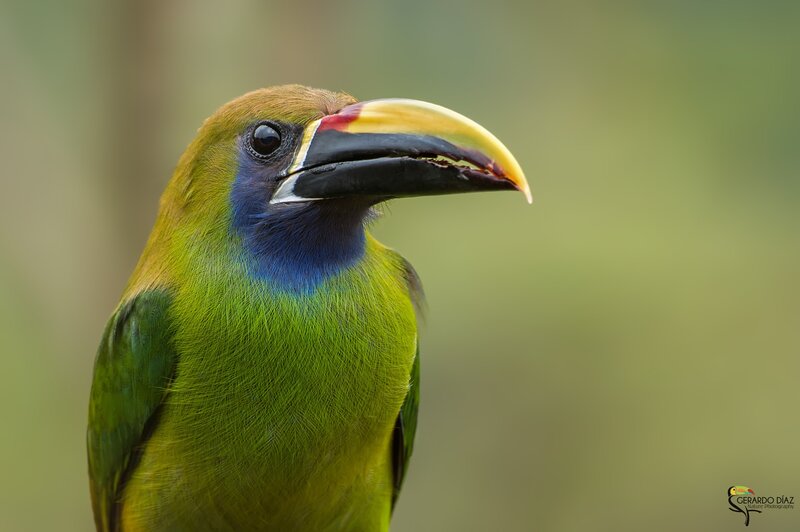 Green Toucanet Bird — Natural, Photograph, Beak