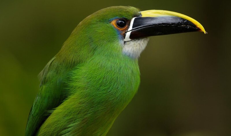 Green Toucanet Bird — Natural, Photograph