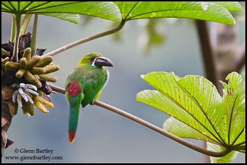 Green Toucanet Bird — Natural