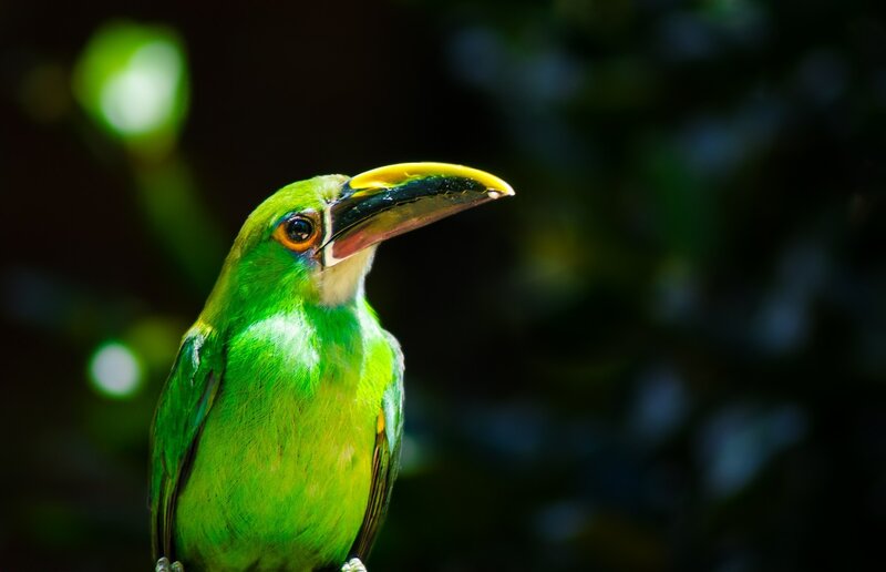 green toucanet bird