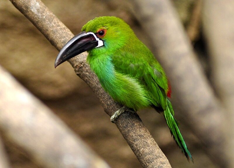 green toucanet on a branch