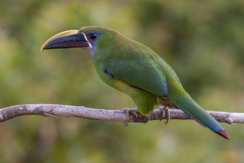 Green Toucanet on Branch — Calm
