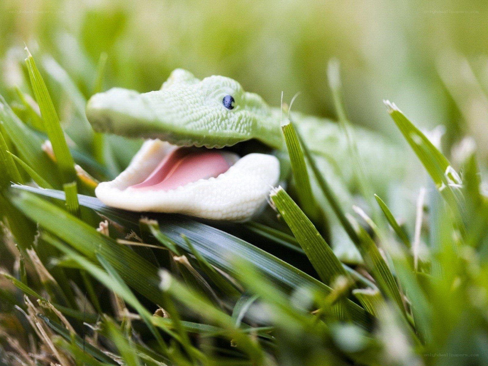green toy alligator in grass
