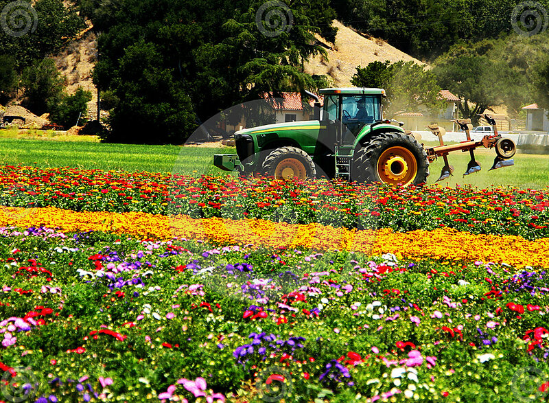 Green Tractor in Flower Field