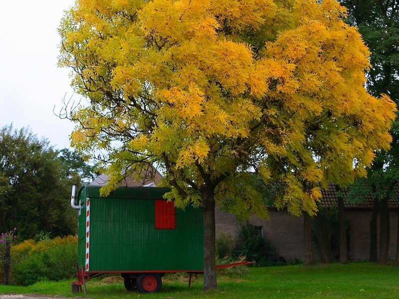 Green trailer under a yellow tree