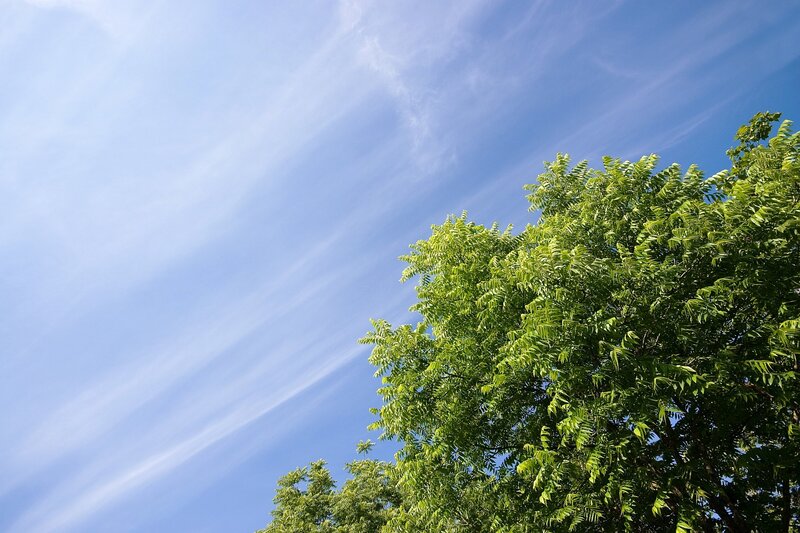 green tree against blue sky