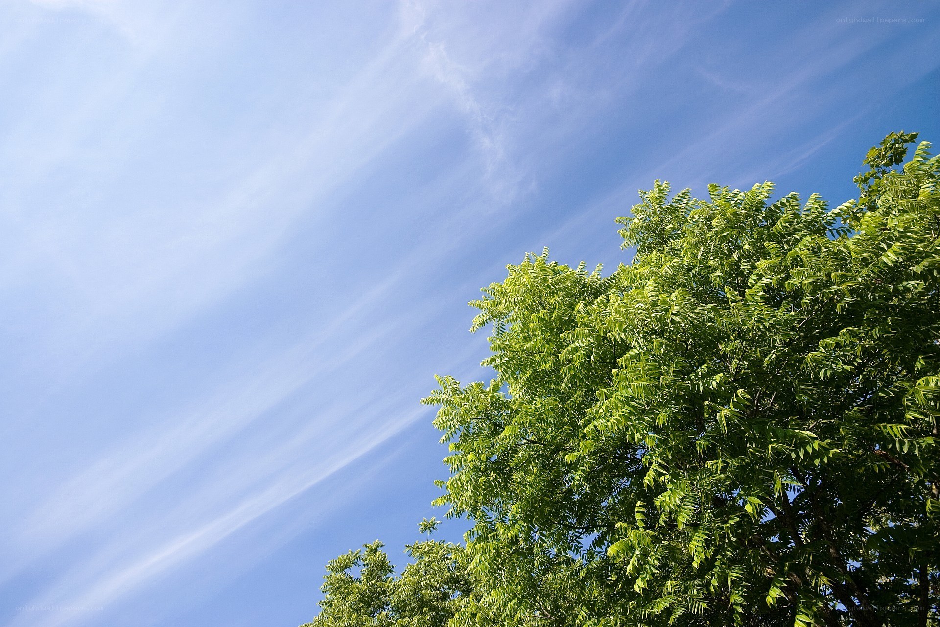 green tree against blue sky