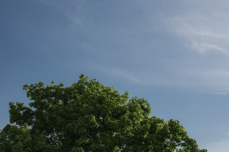 Green Tree Against Blue Sky — Serene