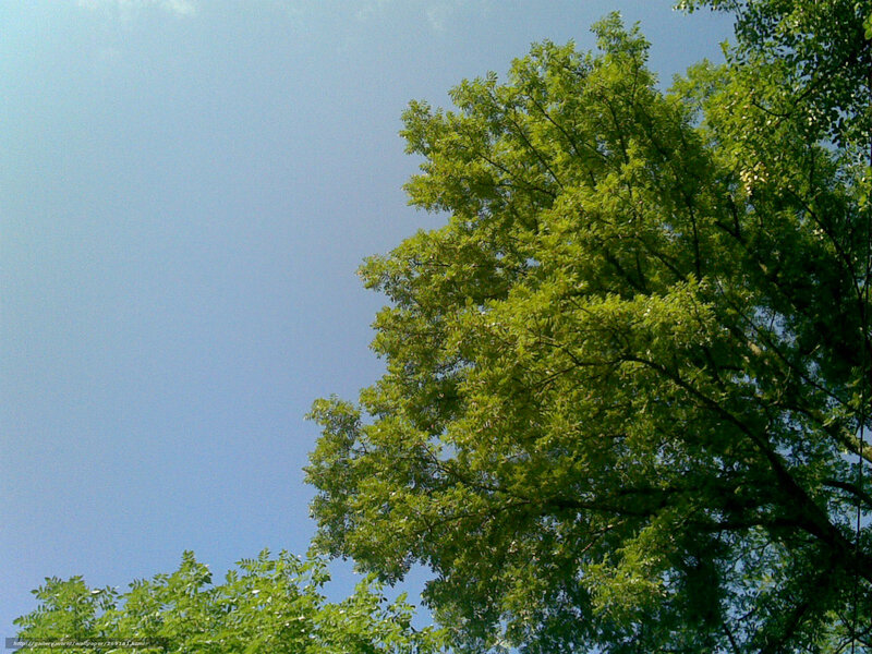 Green tree against blue sky