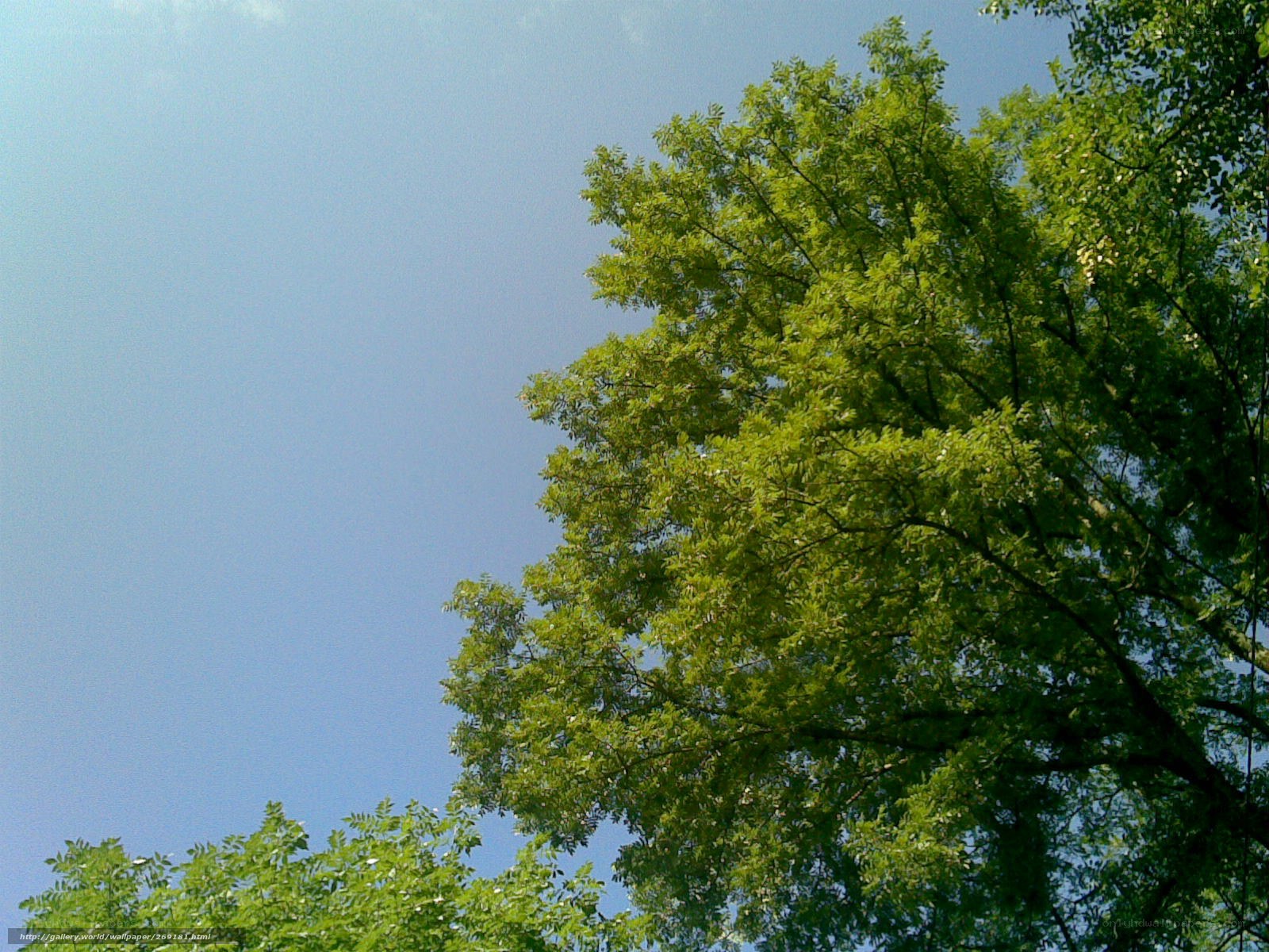 Green tree against blue sky