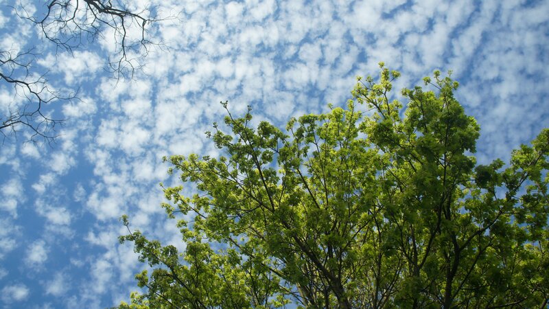 Green Tree Against Sky — Blue