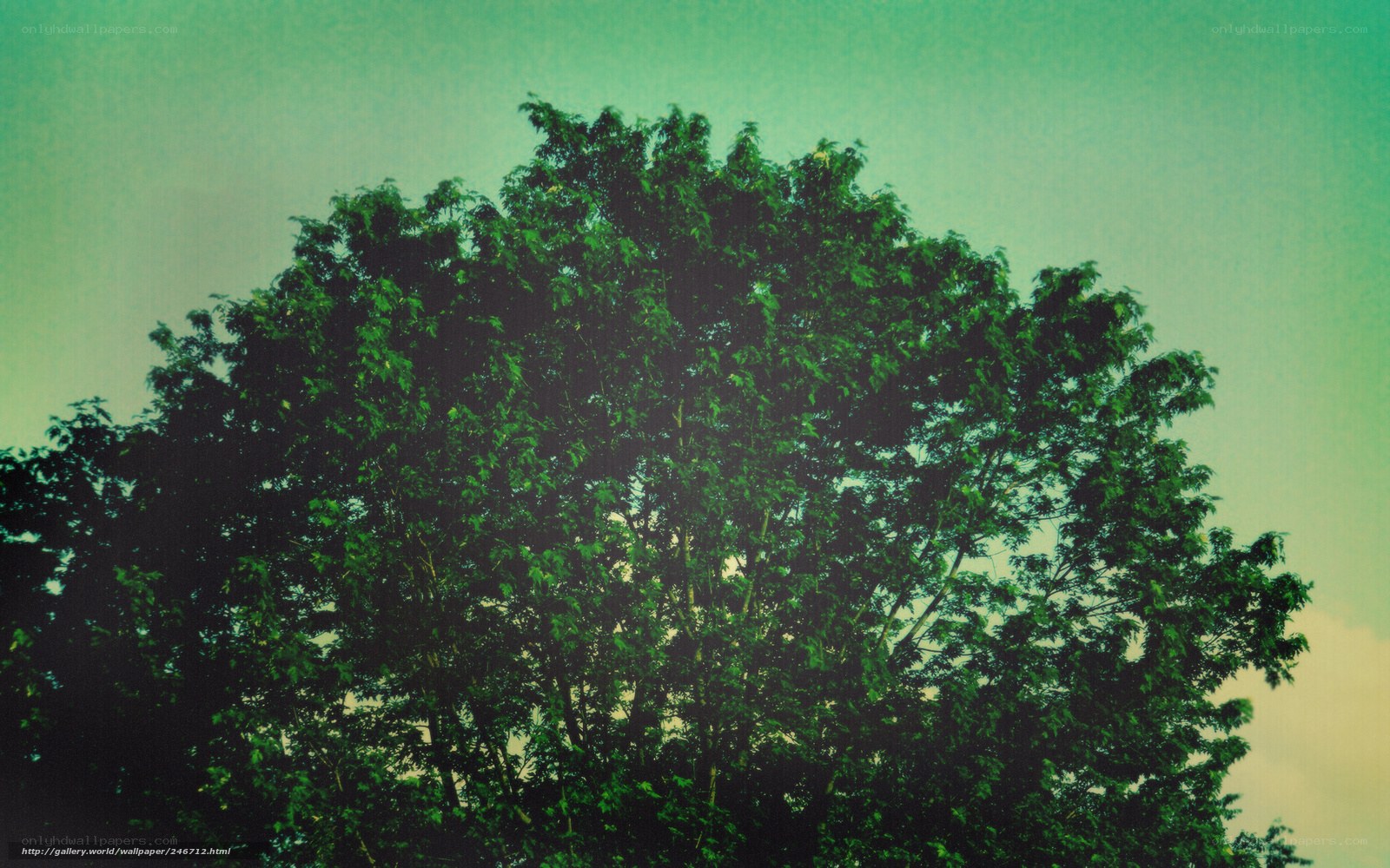green tree against sky