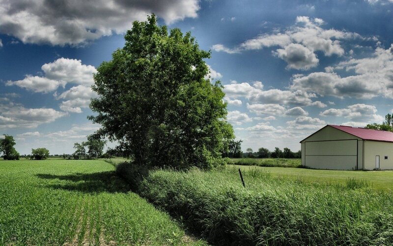 Green Tree and Barn
