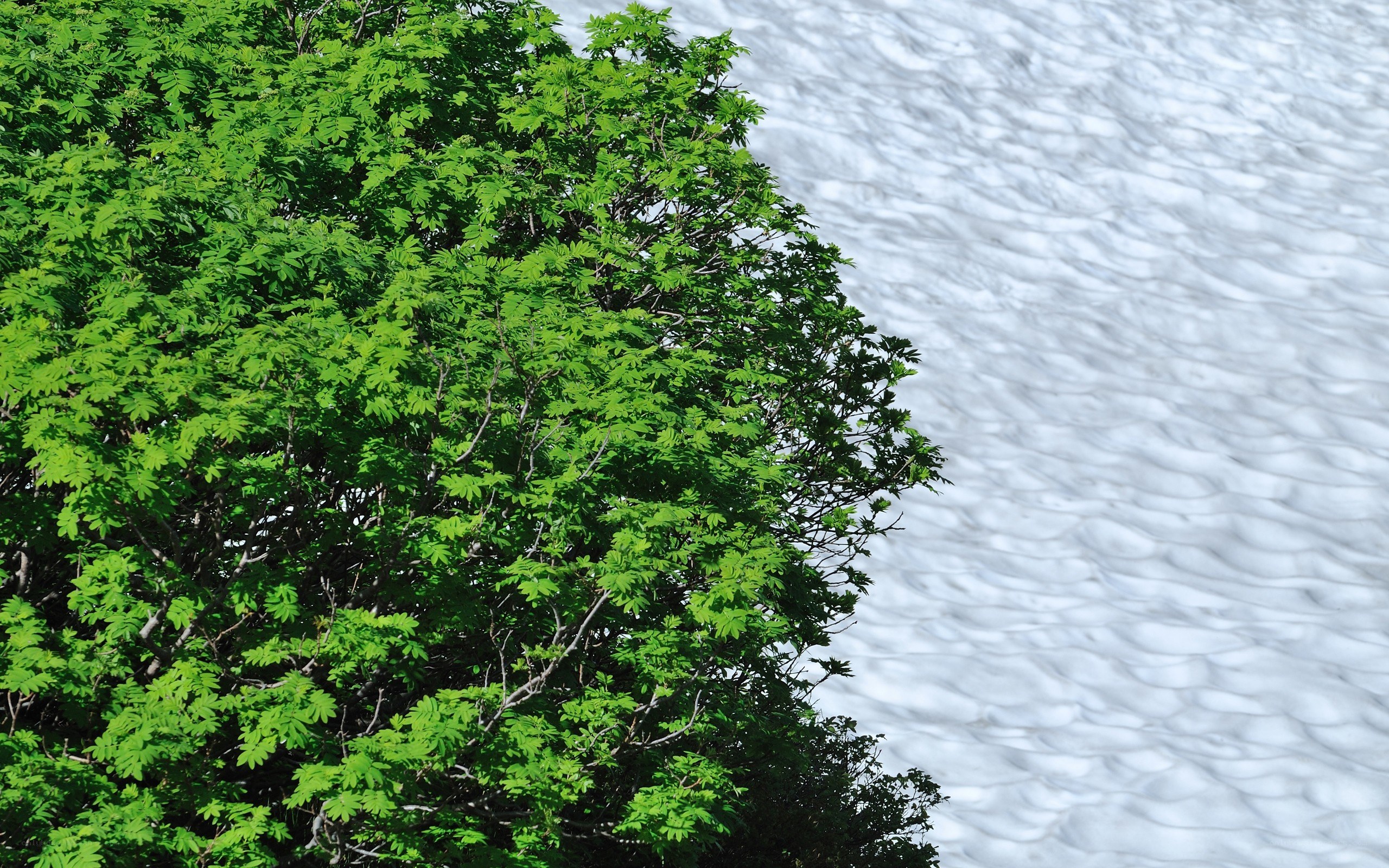 Green tree beside white water