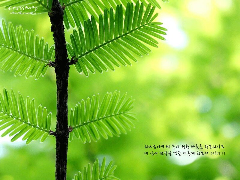 Green tree branch close-up