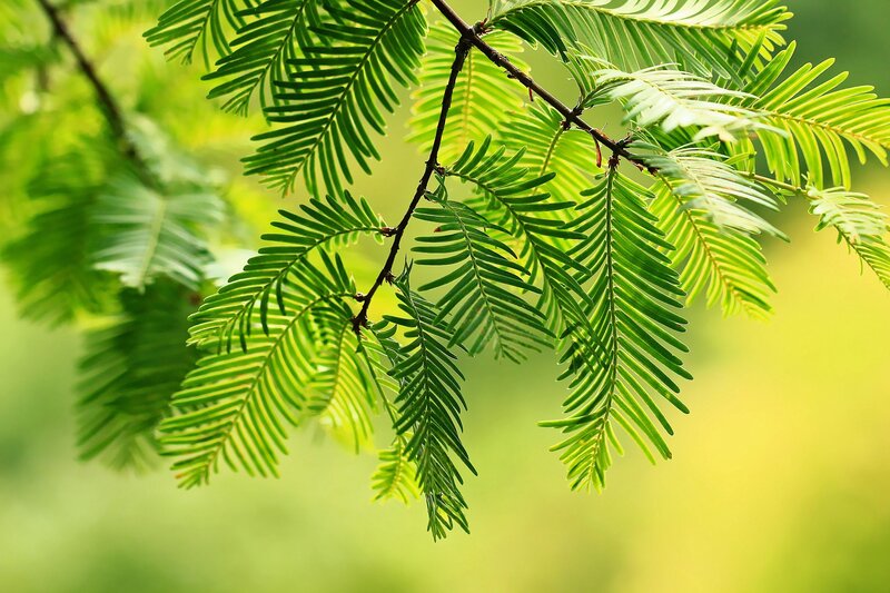 Green Tree Branch — Serene, Afternoon