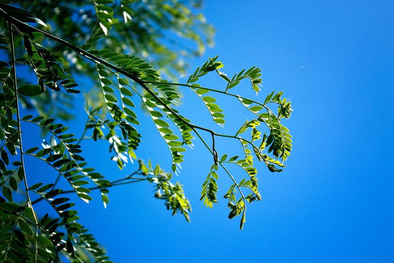 Green Tree Branch
