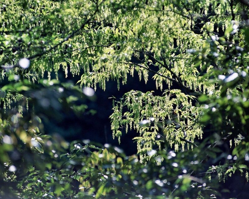 Green Tree Branches — Afternoon