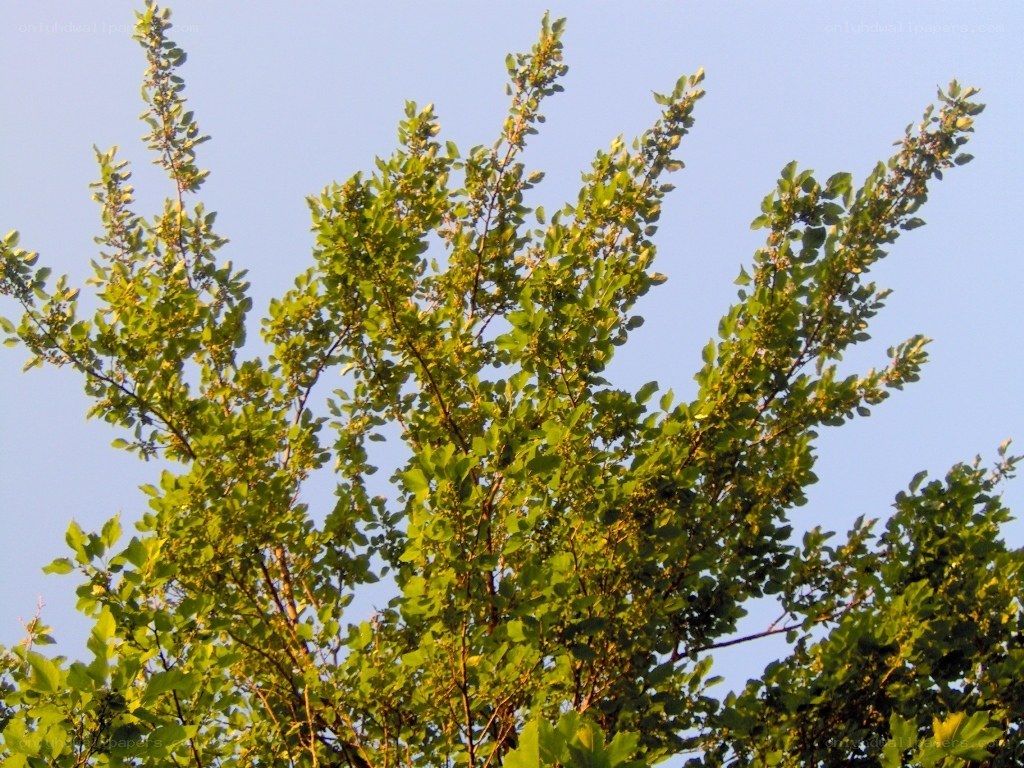 green tree branches against blue sky