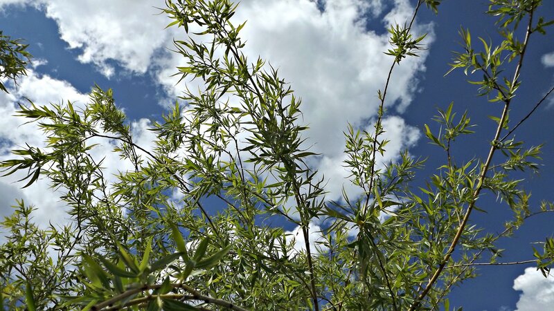 Green Tree Branches — Blue, Serene