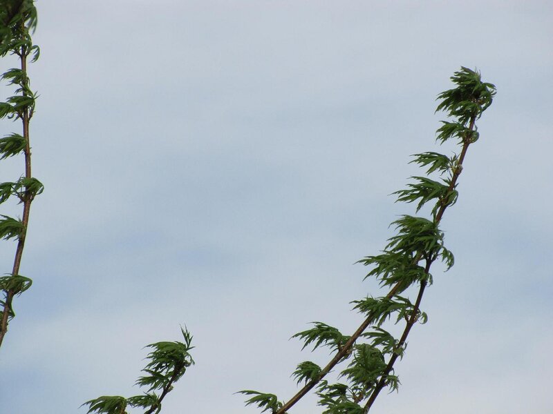 Green Tree Branches — Calm
