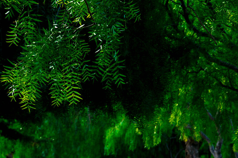 Green Tree Branches — Dramatic