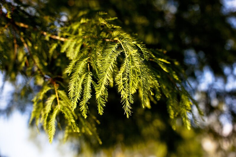 Green Tree Branches — Leaves