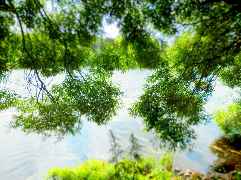 Green Tree Branches over Water