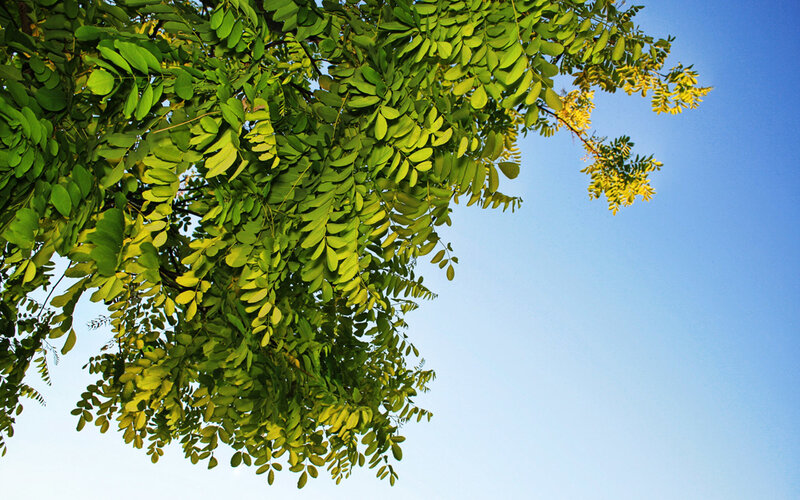 Green Tree Branches — Photograph