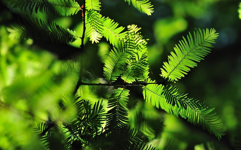 Green Tree Branches — Serene, Afternoon, Photograph
