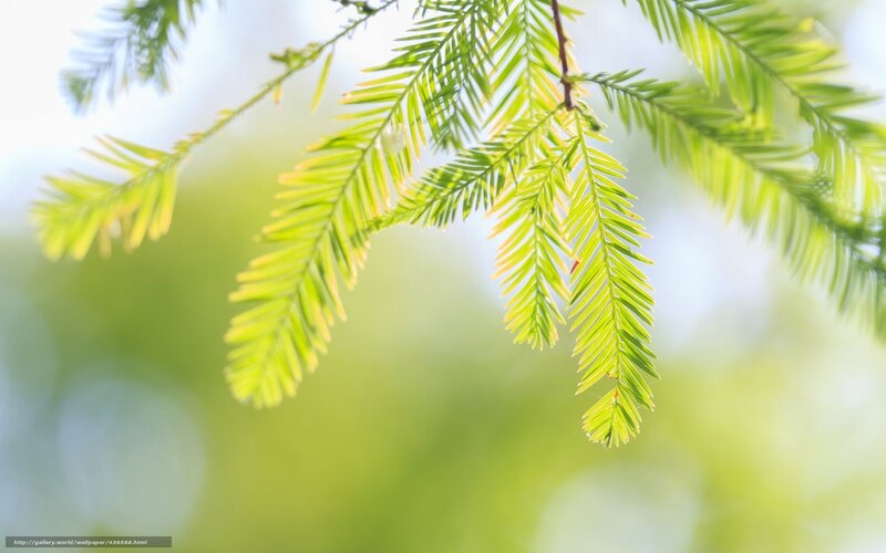 Green Tree Branches — Serene, Morning, Photograph