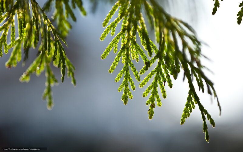 Green Tree Branches — Serene, Morning