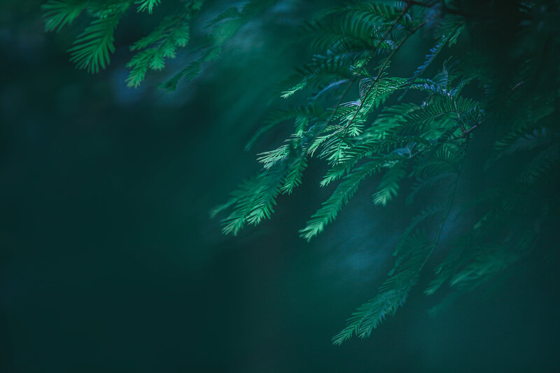 Green Tree Branches — Serene, Night