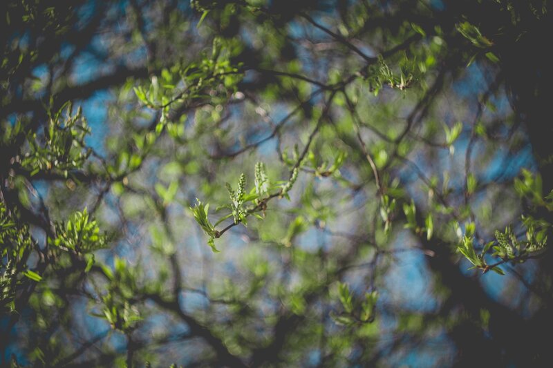 Green Tree Branches — Serene, Spring