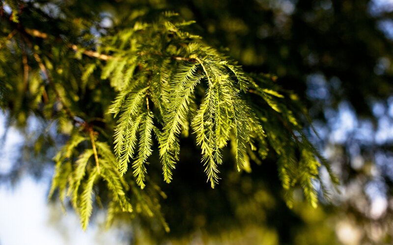 Green Tree Branches — Serene