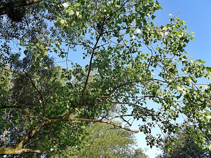 Green Tree Branches