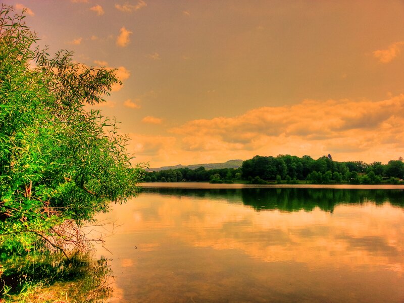 Green Tree by Lake — Orange