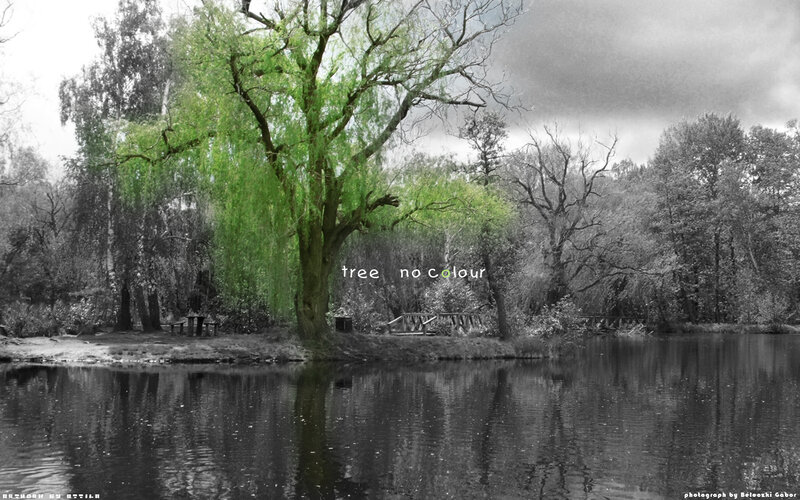 Green Tree by Lake