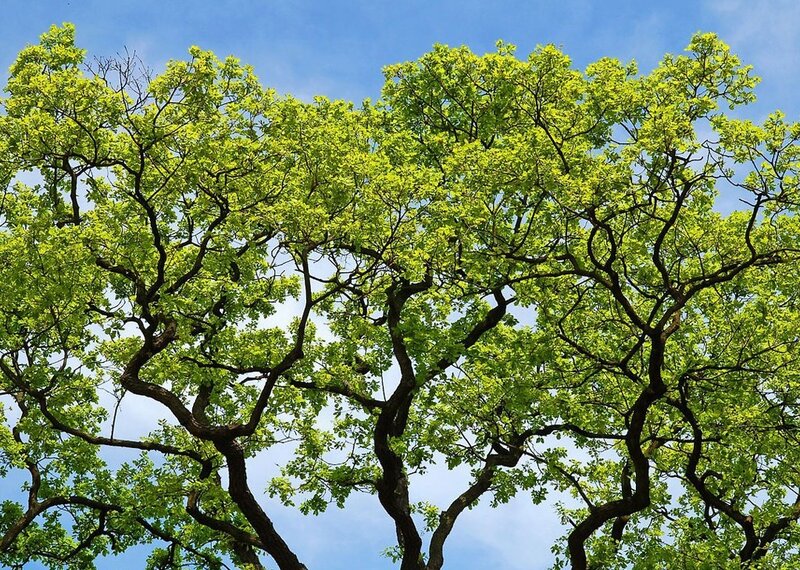 Green tree canopy against blue sky