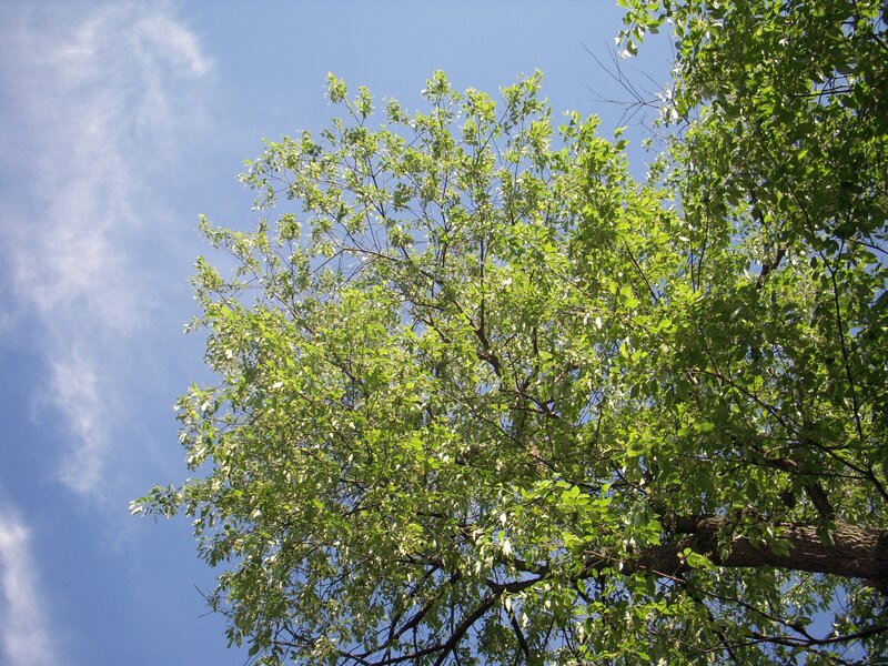Green Tree Canopy — Blue