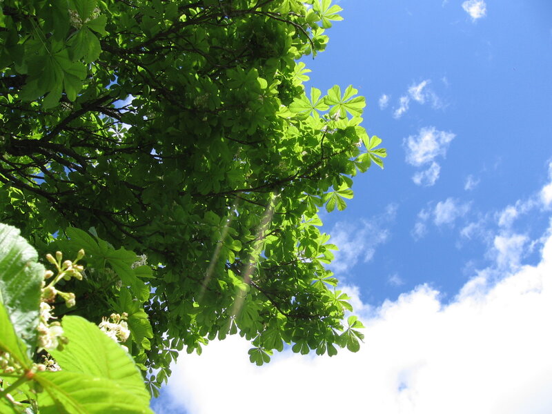 Green Tree Canopy — Serene, Afternoon, Photograph, Leaves